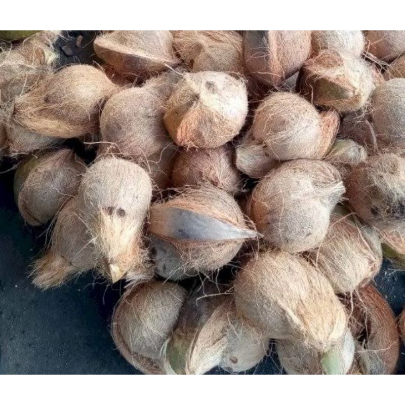 Kelapa Utuh Tua